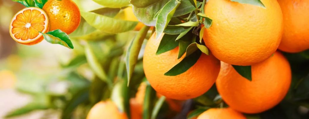 Laranja Da Terra