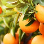 Laranja Da Terra