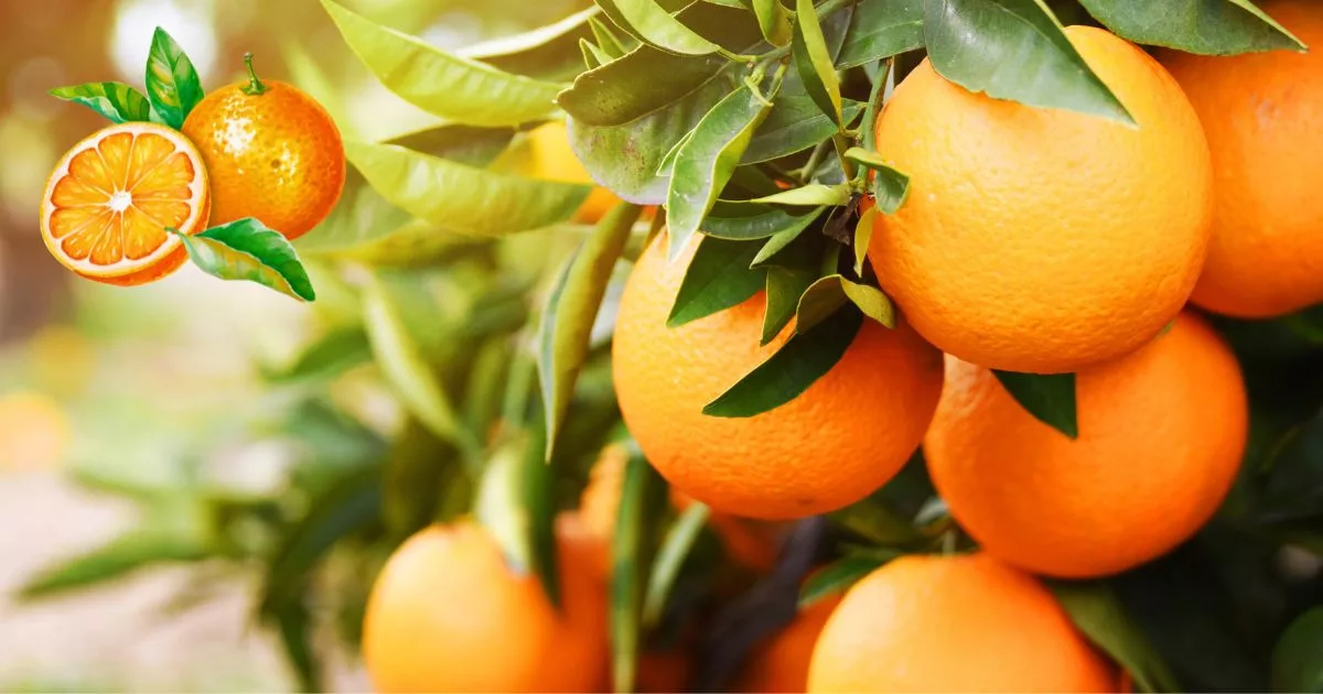 Laranja da Terra