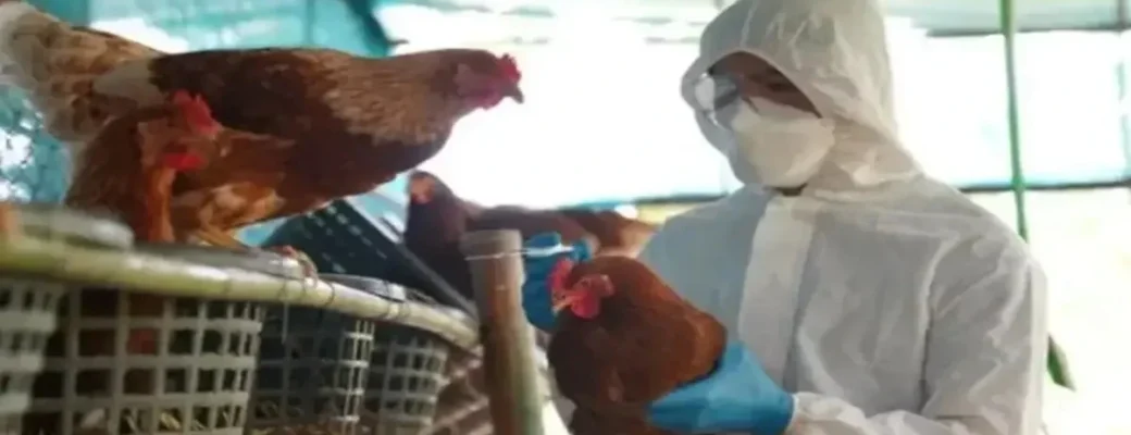 Qual O Risco De A Gripe Aviária Virar Uma Nova Pandemia Entre Humanos?