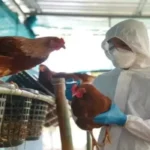 Qual O Risco De A Gripe Aviária Virar Uma Nova Pandemia Entre Humanos?
