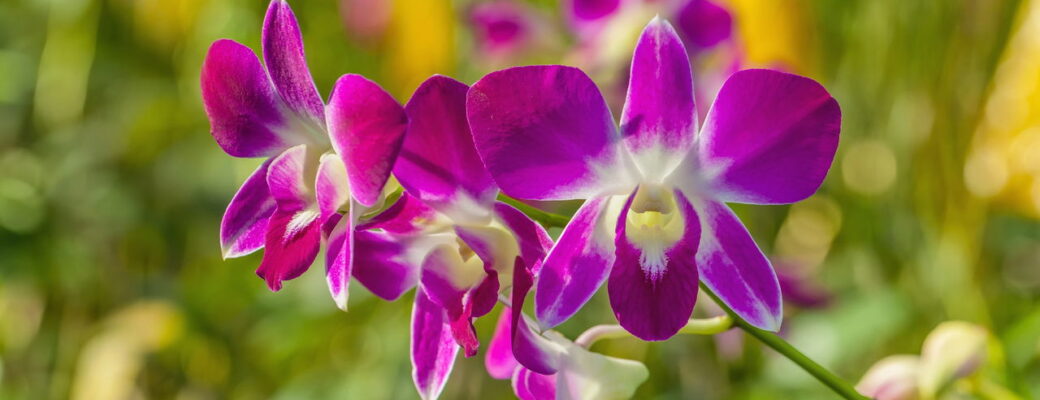 Orquídea