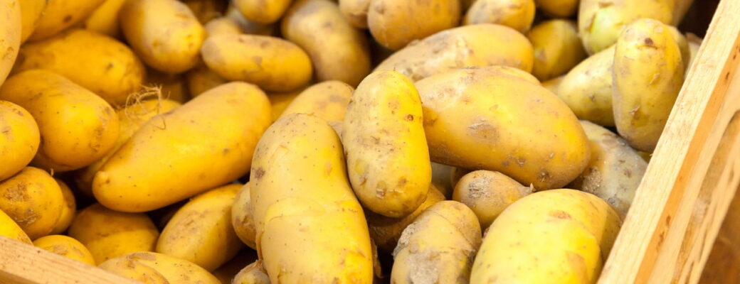 Plantar Batata