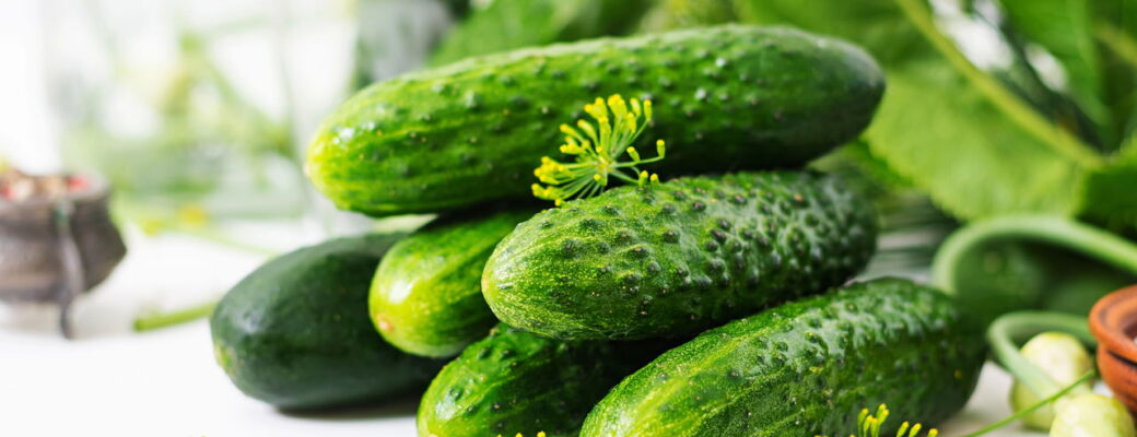 Plantar Pepino