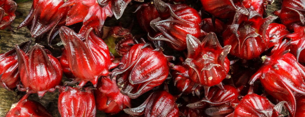 Passo A Passo Para Plantar Hibisco E Garantir Floração Abundante