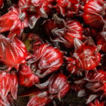 Passo A Passo Para Plantar Hibisco E Garantir Floração Abundante