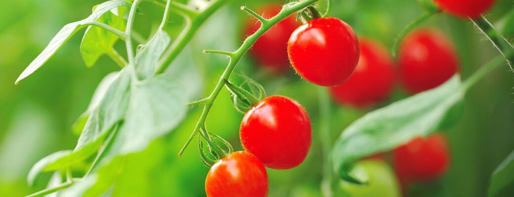 Plantar Tomate Cereja