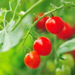 Plantar Tomate Cereja