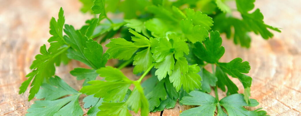 Como Plantar Salsa E Ter Uma Horta Sempre Fresca