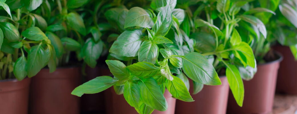 Cultivar Manjericão