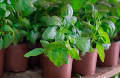 Cultivar Manjericão