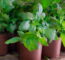 Cultivar Manjericão