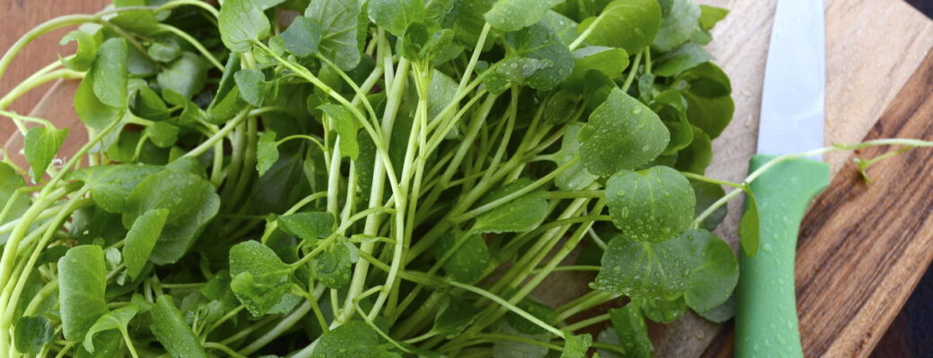 Como Plantar Agrião Em Vasos E Ter Verduras Sempre à Mão