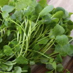 Como Plantar Agrião Em Vasos E Ter Verduras Sempre à Mão