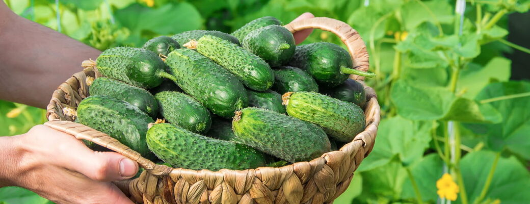 Pepinos