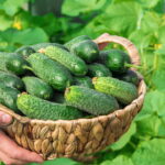 Pepinos