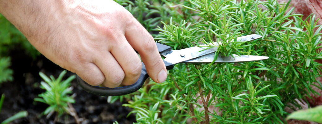 Dicas Infalíveis Para Plantar Alecrim E Ter Uma Horta Sempre Verde
