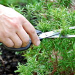 Dicas Infalíveis Para Plantar Alecrim E Ter Uma Horta Sempre Verde