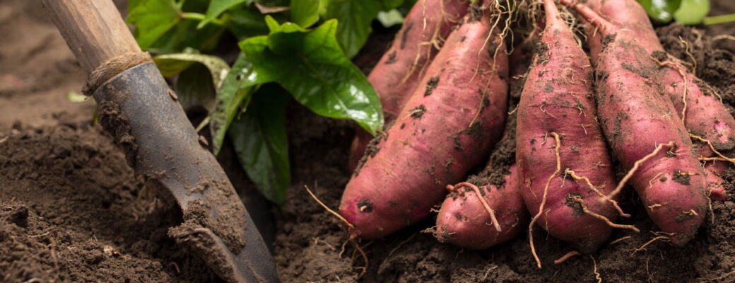 Dicas Práticas Para Plantar Batata Doce E Garantir Uma Colheita Farta