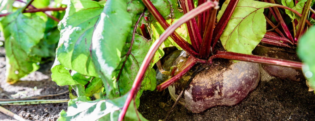 Plantar Beterraba