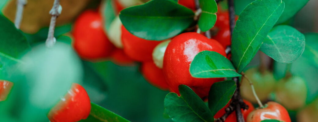 Como Fazer Sua Acerola Crescer Melhor E Render Mais Na Horta