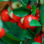 Como Fazer Sua Acerola Crescer Melhor E Render Mais Na Horta