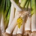 Dicas Infalíveis Para Plantar Alho-Poró E Ter Uma Colheita Sempre Fresca