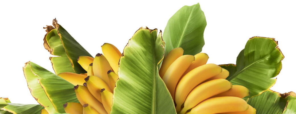 Dicas Essenciais Para Plantar Bananeira Em Casa E Ter Frutas Sempre