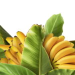 Dicas Essenciais Para Plantar Bananeira Em Casa E Ter Frutas Sempre