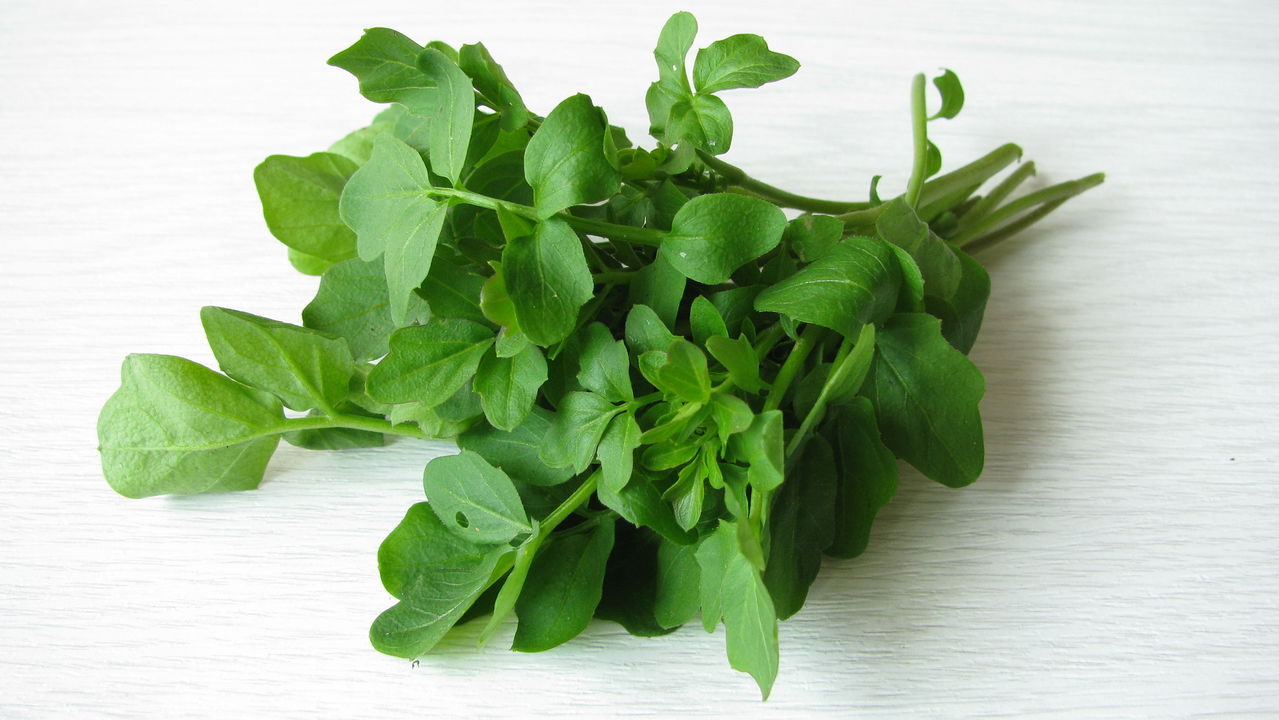 Como Plantar Agrião em Vasos e Ter Verduras Sempre à Mão