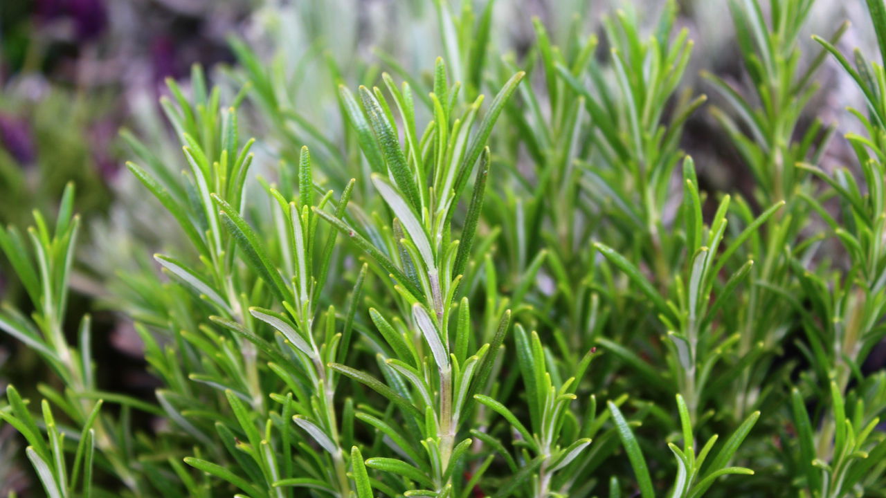 Dicas Infalíveis para Plantar Alecrim e Ter uma Horta Sempre Verde