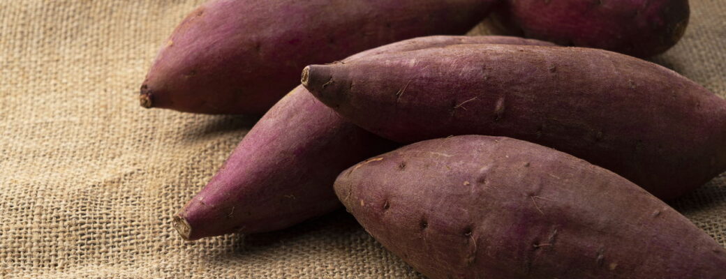 Dicas Práticas Para Plantar Batata Doce E Garantir Uma Colheita Farta