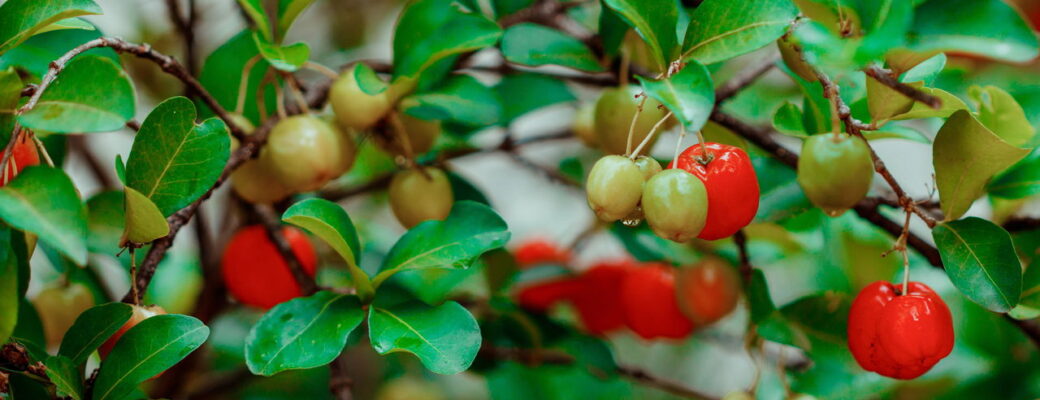 Como Plantar Acerola Em Vasos E Ter Frutas Frescas O Ano Todo