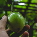 Plantar Maracujá - Freepik