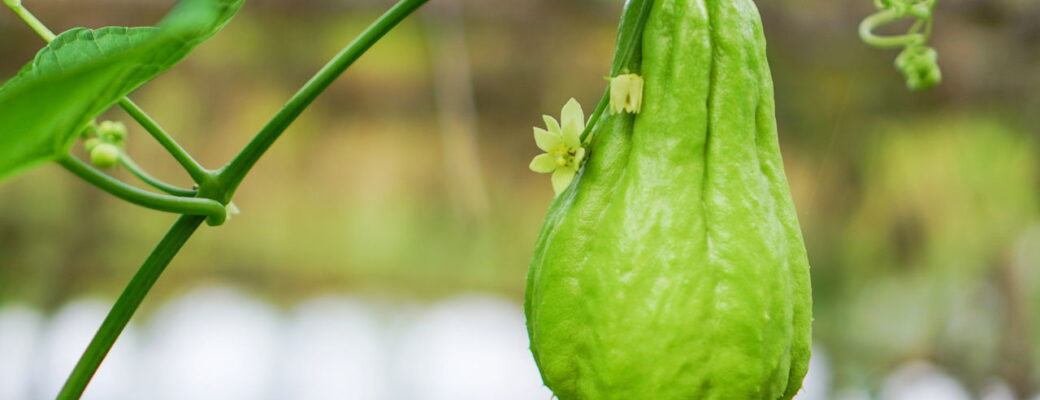 Como Cultivar Chuchu E Ter Uma Colheita Sempre Produtiva