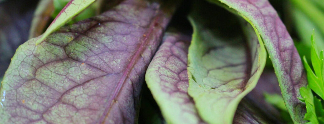 Plantar Mostarda Roxa - Freepik