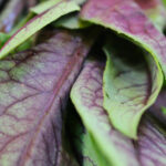 Plantar Mostarda Roxa - Freepik