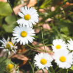 Plantar Camomila - Freepik
