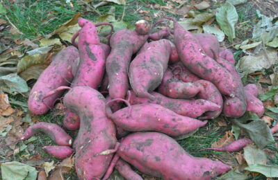 O Segredo Para Plantar Batata Doce E Ter Raízes Sempre Grandes