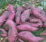 O Segredo Para Plantar Batata Doce E Ter Raízes Sempre Grandes