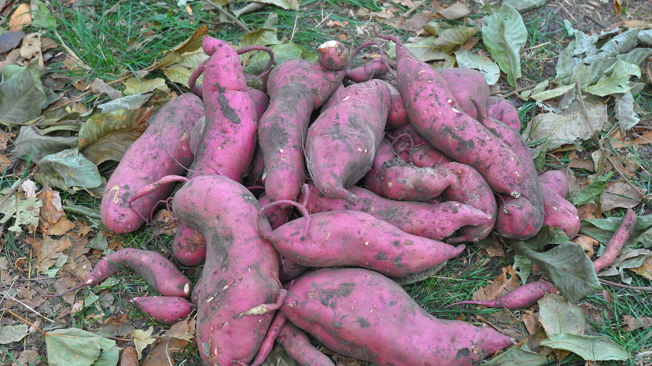 O Segredo para Plantar Batata Doce e Ter Raízes Sempre Grandes