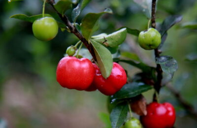 Como Plantar Acerola Em Vasos E Ter Frutas Frescas O Ano Todo