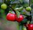 Como Plantar Acerola Em Vasos E Ter Frutas Frescas O Ano Todo