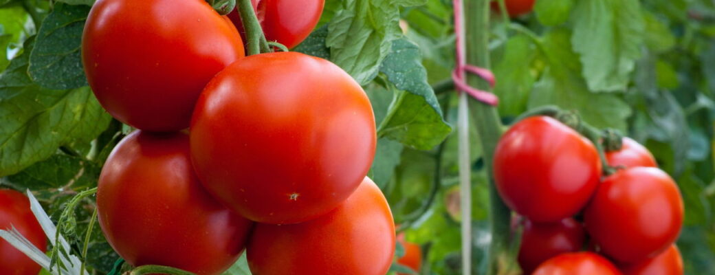 Como Plantar Tomate - Créditos: Depositphotos.com / Fotokostic