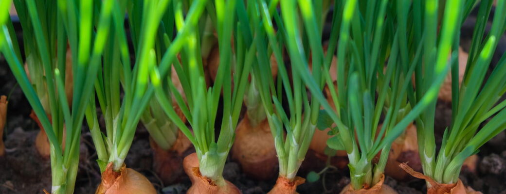 Como Cultivar Cebola E Ter Um Temperinho Natural Sempre à Mão