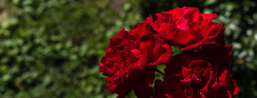 Plantar Rosas - Créditos: Depositphotos.com / HayDmitriy