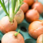 Dicas Práticas Para Plantar Cebola Em Casa E Garantir Uma Colheita Farta