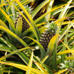 Plantar Abacaxi - Freepik