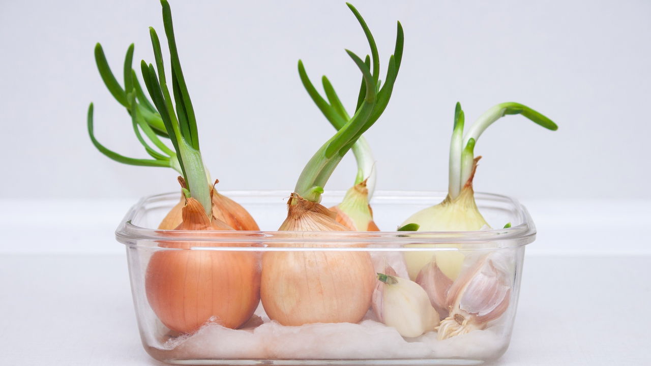 Como Cultivar Cebola e Ter um Temperinho Natural Sempre à Mão