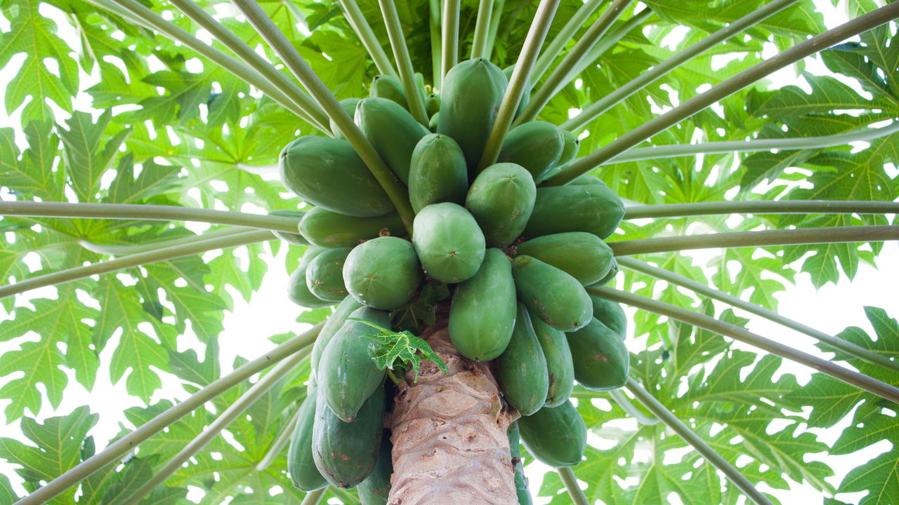 Como Plantar Mamão em Casa e Garantir Frutas o Ano Todo